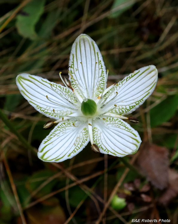 Parnassia_grandifolia