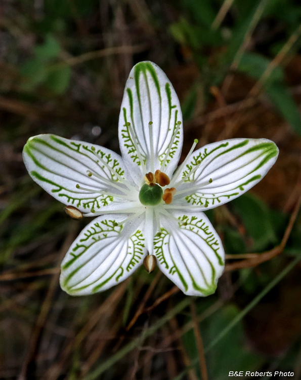 Parnassia_grandifolia