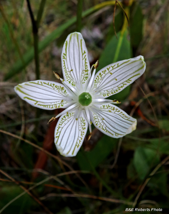 Parnassia_grandifolia