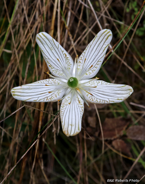 Parnassia_grandifolia