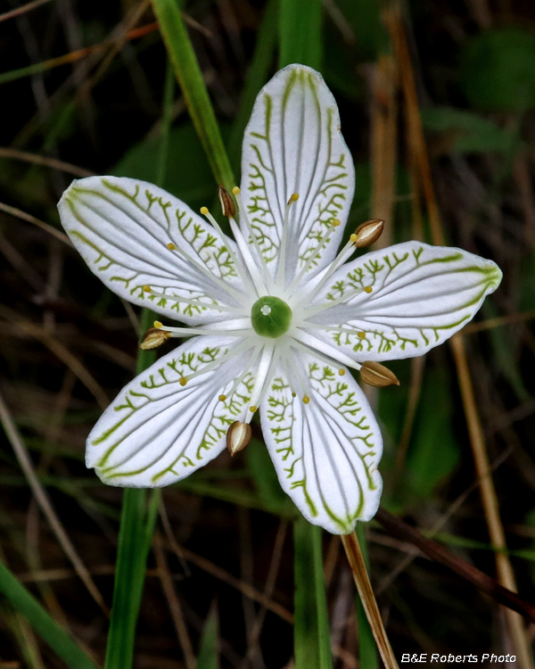 Parnassia_grandifolia