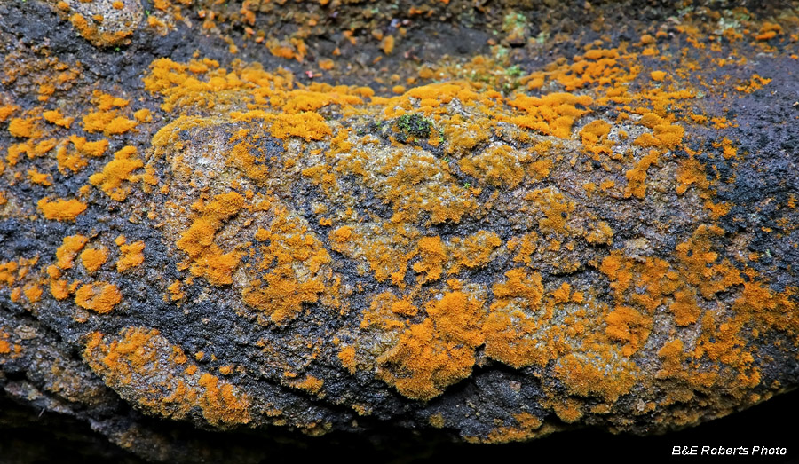 Orange_lichen