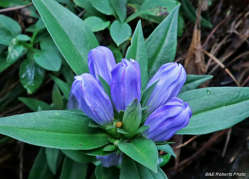 Soapwort_Gentian