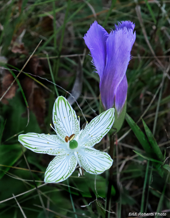 Parnassus_and_Gentian