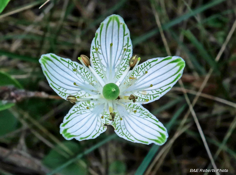 Parnassia_grandifolia