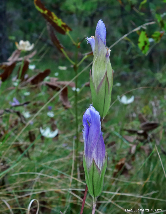 Gentian_pair