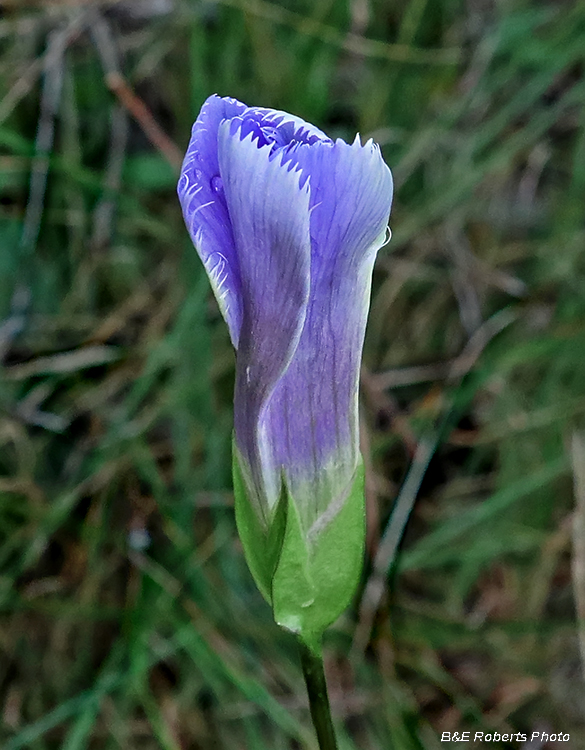 Gentianopsis_crinita