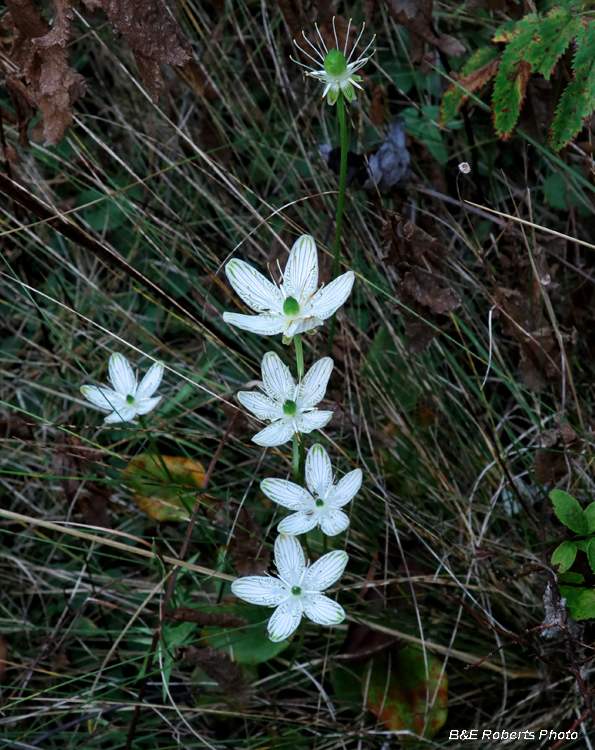 Gentianopsis_crinita