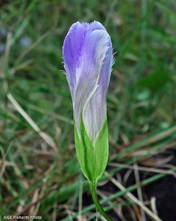 Gentianopsis_crinita