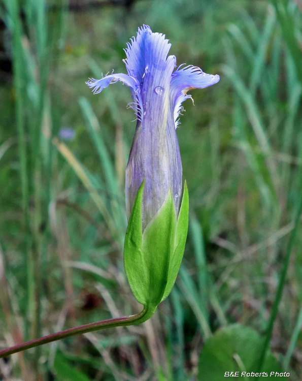 Gentianopsis_crinita