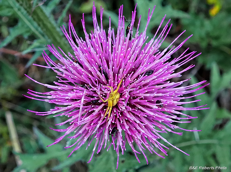 Thistle_spider