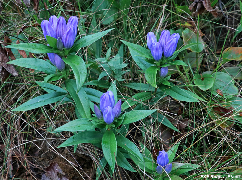 Soapwort_Gentian