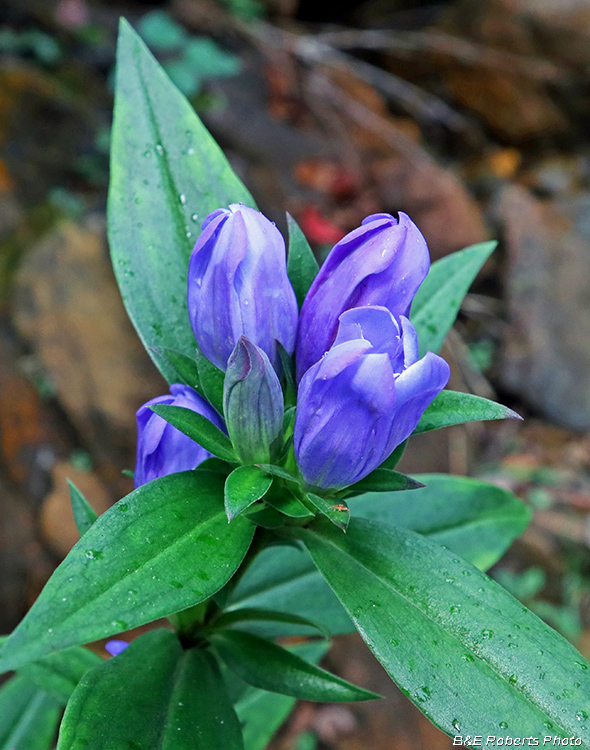 Soapwort_Gentian