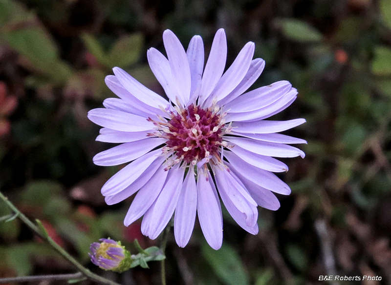 Asters