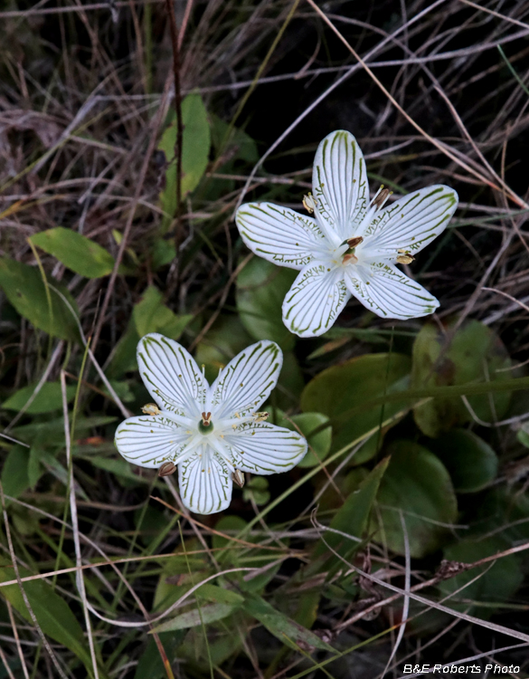 Parnassia_grandifolia