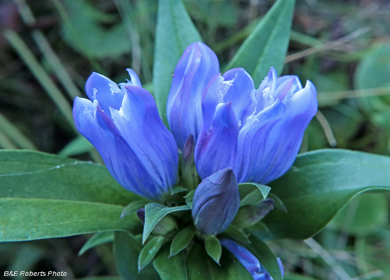 Soapwort_Gentian