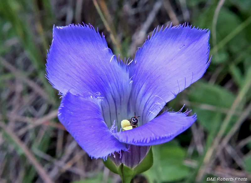 Gentianopsis