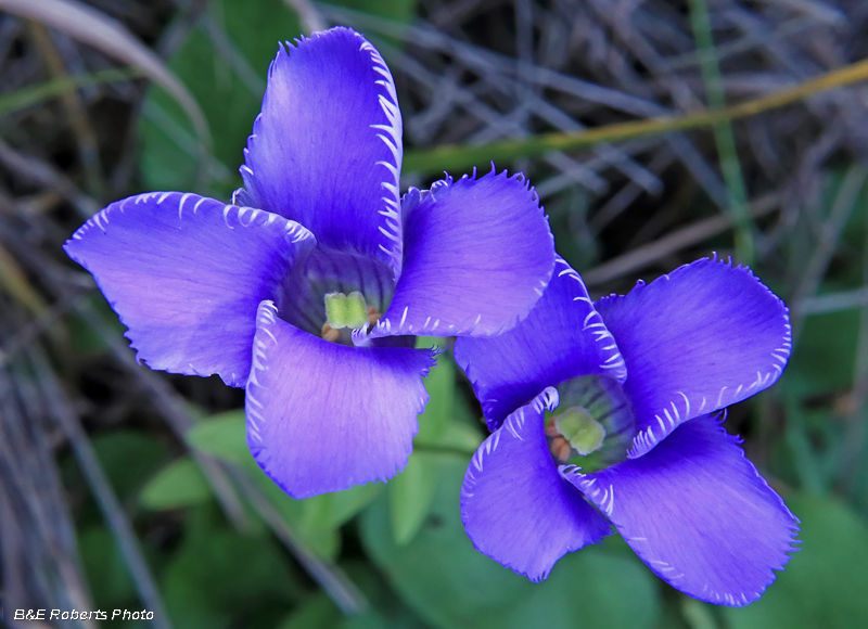 Gentianopsis