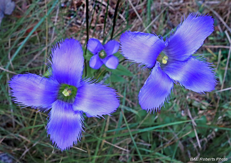 Gentianopsis_crinita