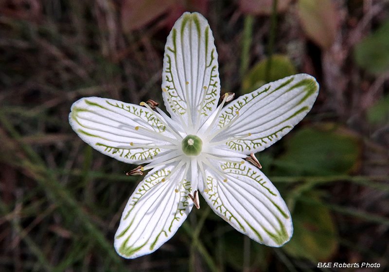 Parnassia_grandifolia