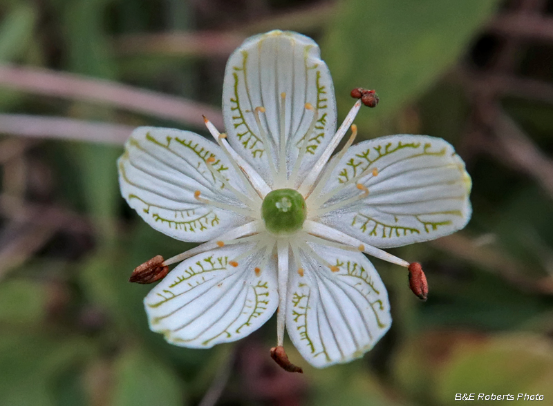 Parnassia_grandifolia