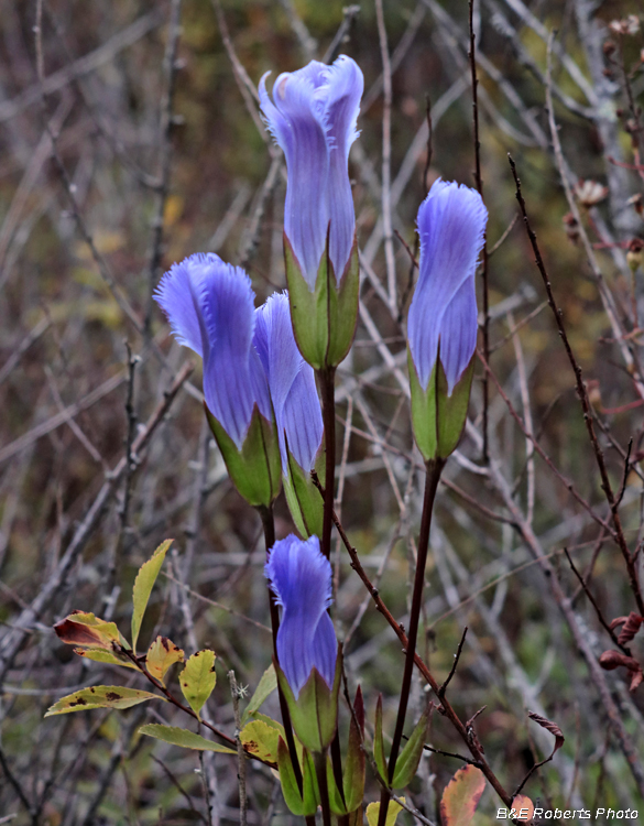 Fringed_Gentians