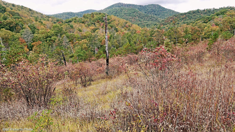 East_Barrens