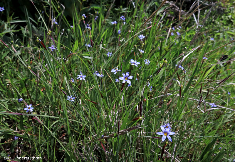 Blue-eyed_Grass_habitat