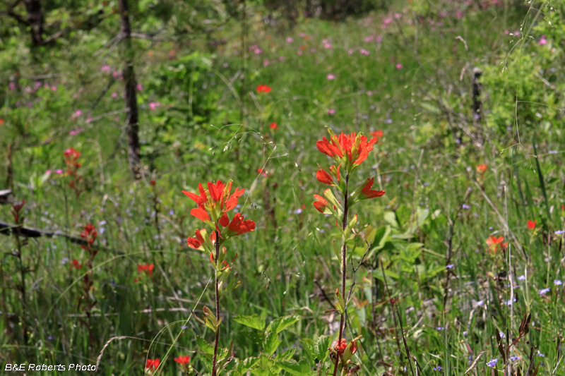 Castilleja_habitat