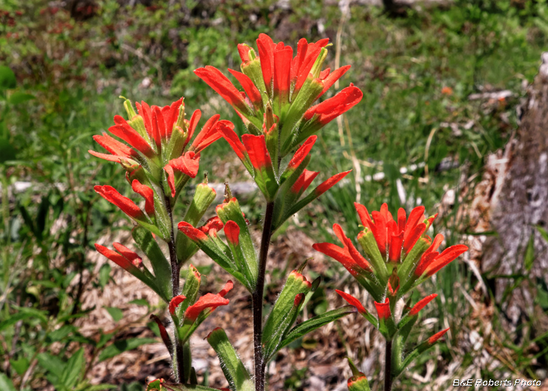 Castilleja