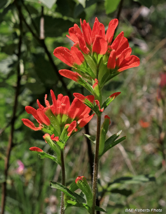 Castilleja