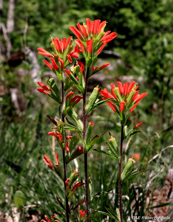 Castilleja