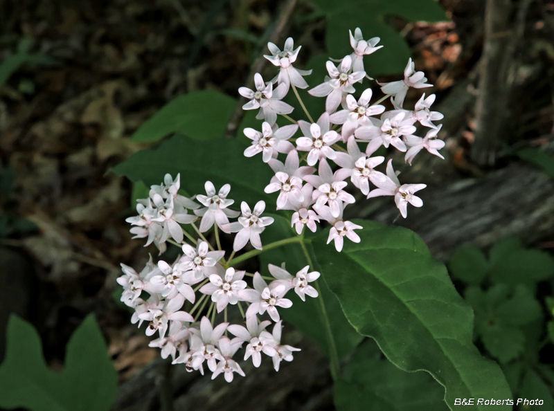 Fourleaf_Milkweed