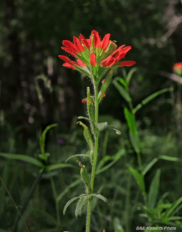 Castilleja