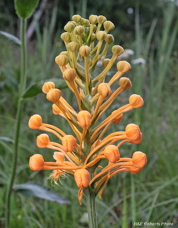 Platanthera_ciliaris