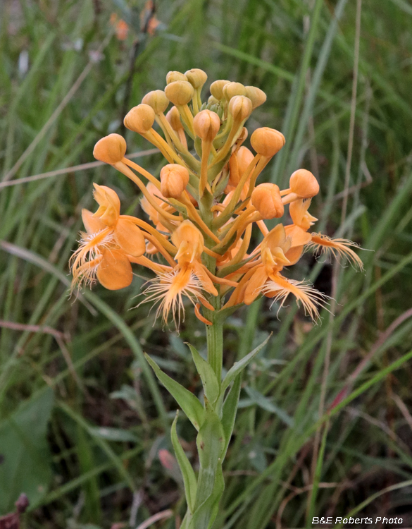 Platanthera_ciliaris