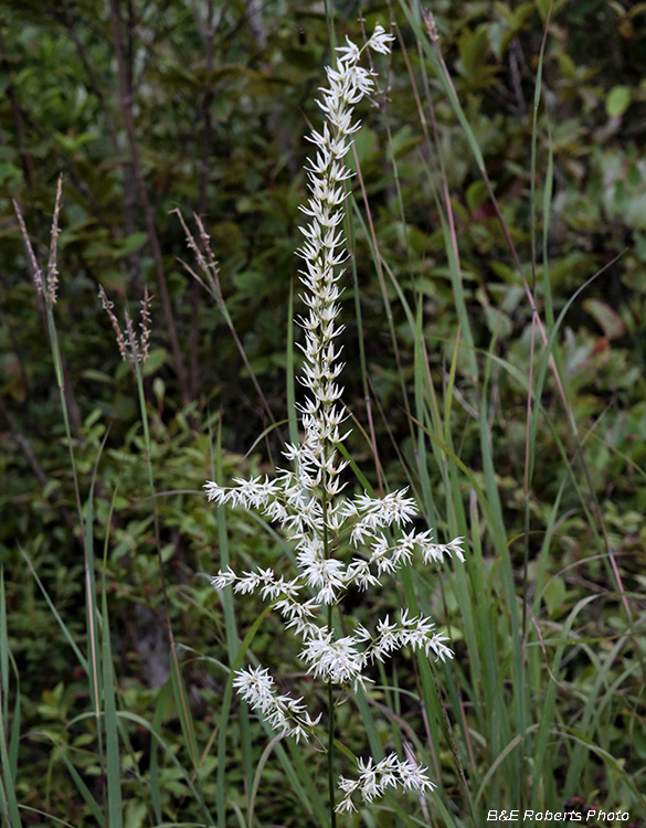 Stenanthium_gramineum