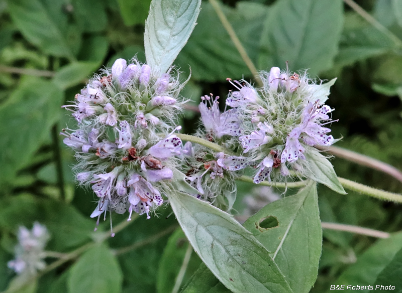 Pycnanthemum_pycnanthemoides