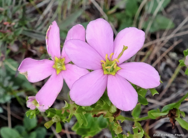 Sabatia_angularis