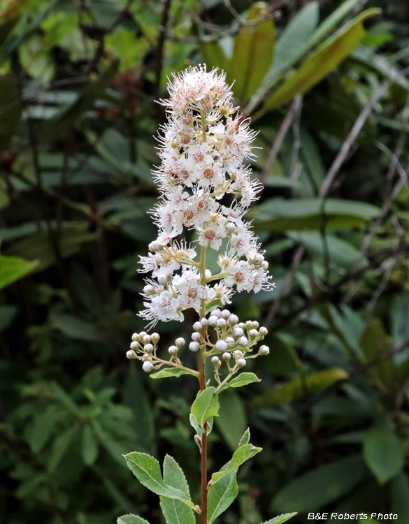 Spiraea_alba