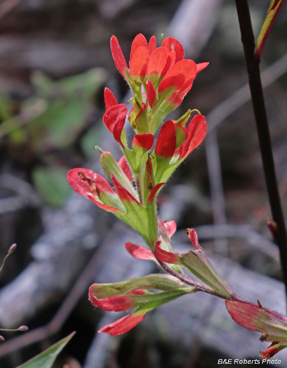 Indian_Paintbrush