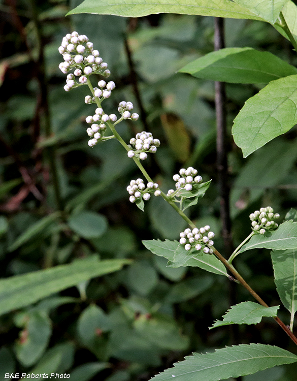 Spiraea_alba