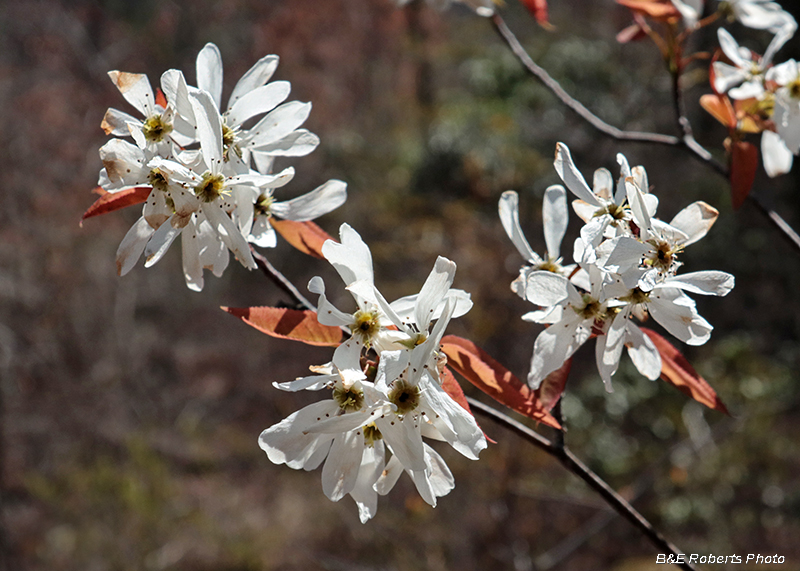 Serviceberry