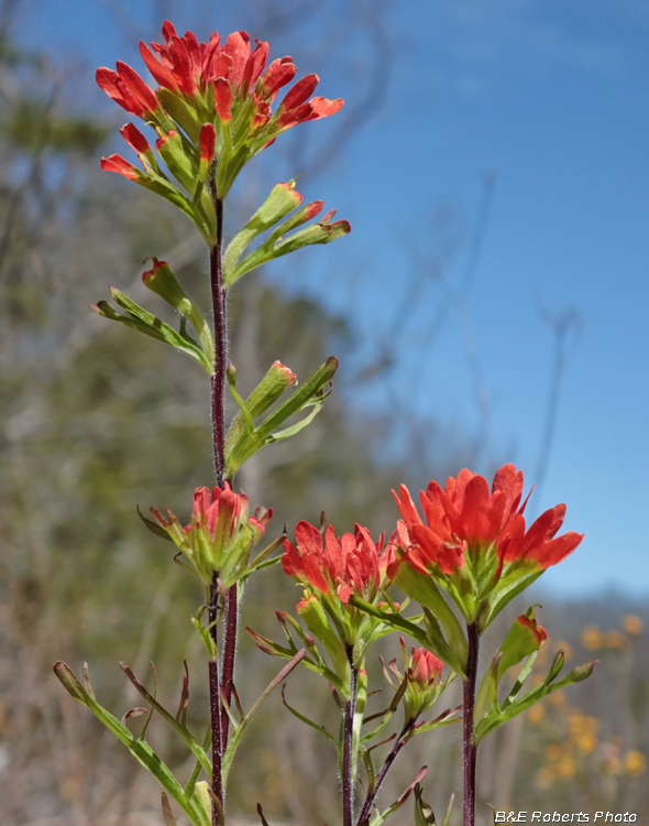 Indian_Paintbrush