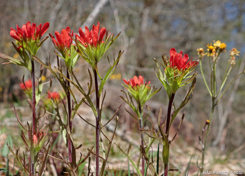 Indian_Paintbrush