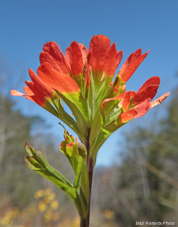 Indian_Paintbrush