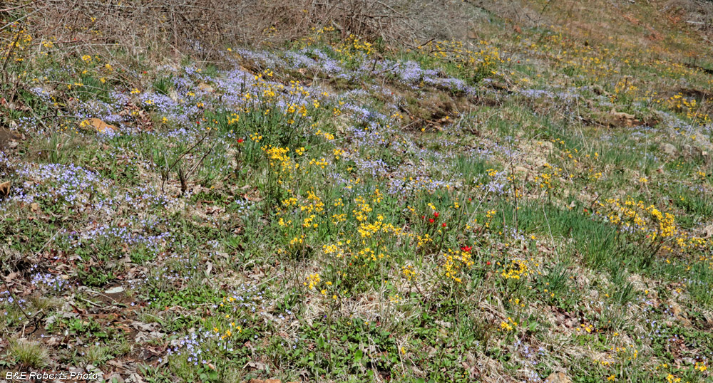 Wildflowers