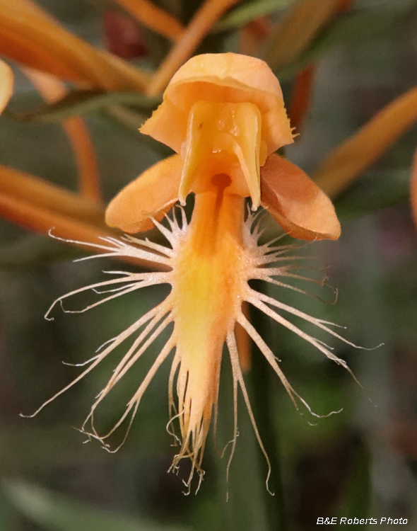 Platanthera_ciliaris