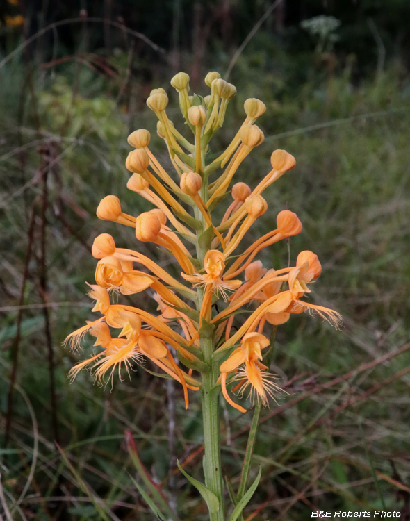 Platanthera_ciliaris