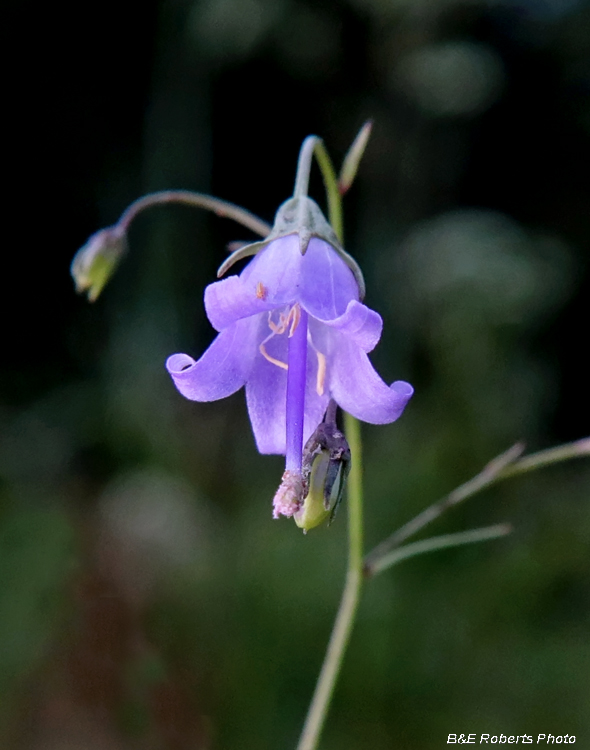 Southern_Harebell